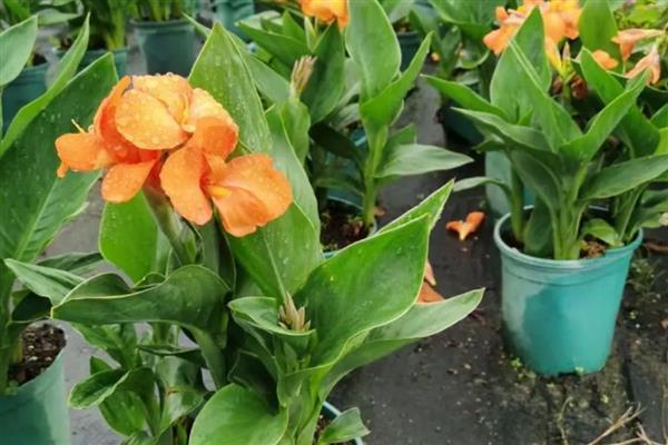 盆栽美人蕉如何过冬,喜欢生长在光照充足的环境中