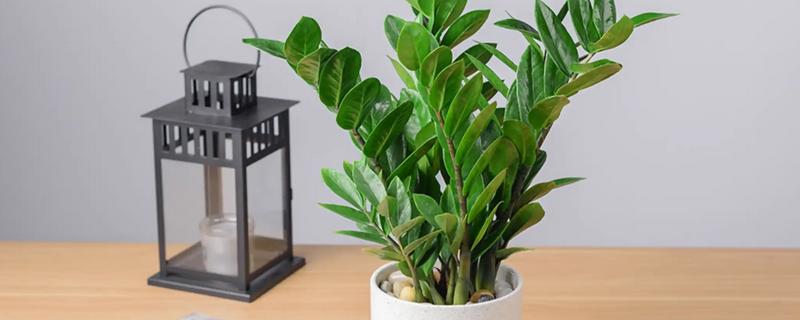 摇钱树叶子发黄脱落怎么办,视情况采取针对性措施