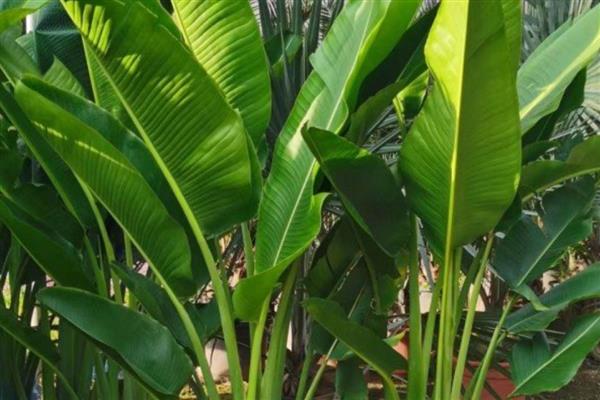盆栽美人蕉如何过冬,喜欢生长在光照充足的环境中