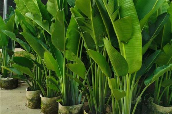盆栽美人蕉如何过冬,喜欢生长在光照充足的环境中