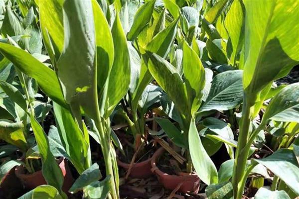 盆栽美人蕉如何过冬,喜欢生长在光照充足的环境中