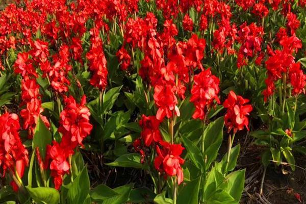 盆栽美人蕉如何过冬,喜欢生长在光照充足的环境中