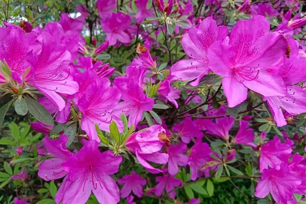 杜鹃花喜不喜欢阳光，杜鹃花喜欢阳光