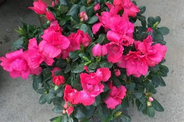 杜鹃花喜不喜欢阳光，杜鹃花喜欢阳光