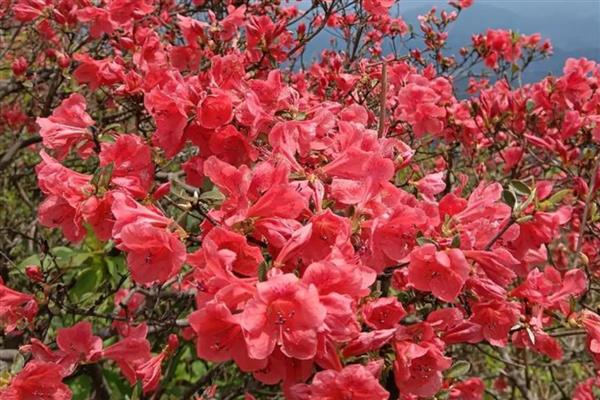 杜鹃花喜不喜欢阳光，杜鹃花喜欢阳光