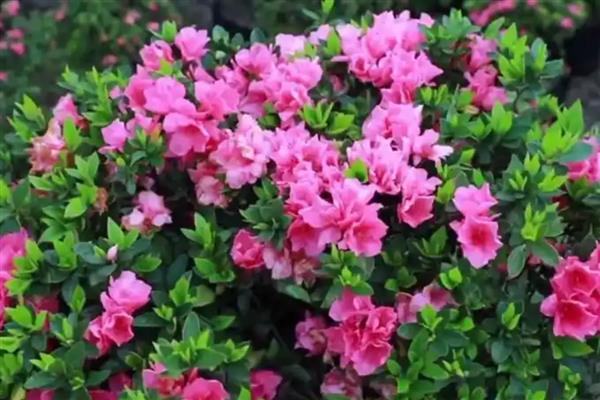杜鹃花喜不喜欢阳光，杜鹃花喜欢阳光