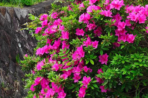 杜鹃花喜不喜欢阳光，杜鹃花喜欢阳光