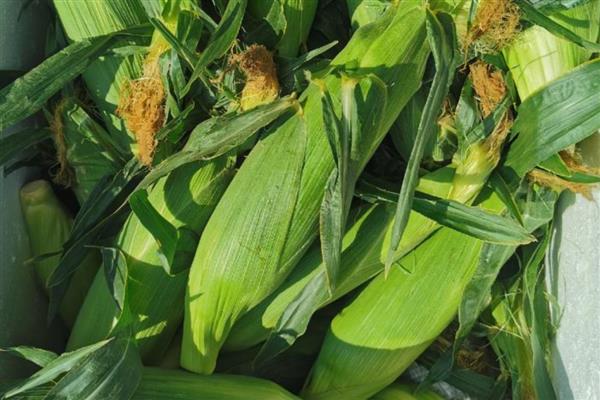 水果玉米的价格，在0.65-10元一斤