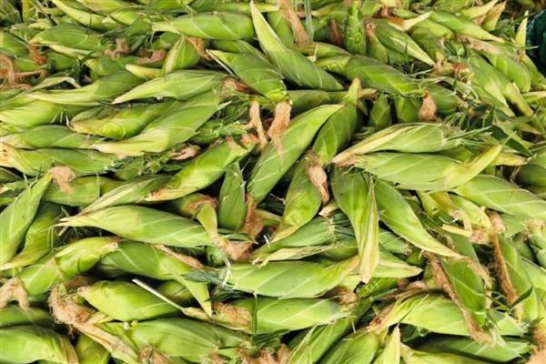 水果玉米的价格，在0.65-10元一斤