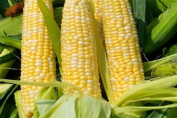 水果玉米的价格，在0.65-10元一斤