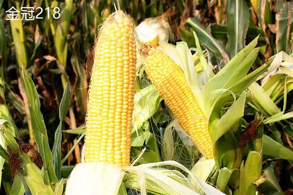 水果玉米的价格，在0.65-10元一斤