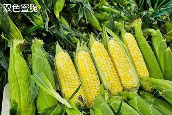 水果玉米的价格，在0.65-10元一斤