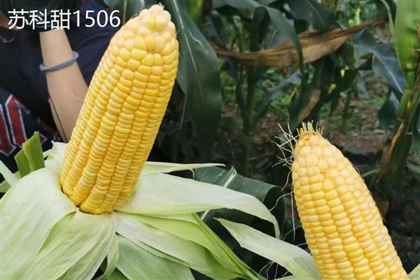 水果玉米的价格，在0.65-10元一斤