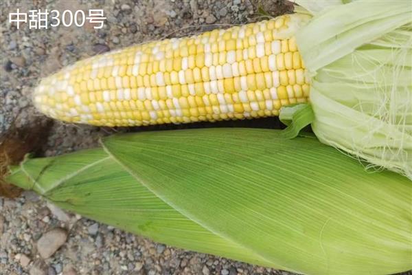 水果玉米的价格，在0.65-10元一斤