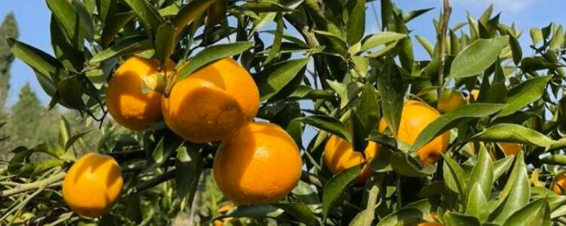 春见和丑橘有什么区别，成熟时间、果皮、果形均不同