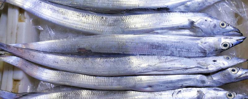 带鱼的生活水深，集中分布在60-100米的水层中