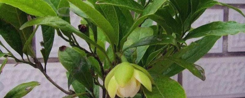 夜合花叶子掉完能不能活,处理得当还可以继续生长