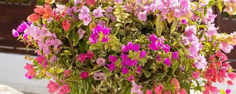 丁香简介，因花筒细长如钉且香而得名