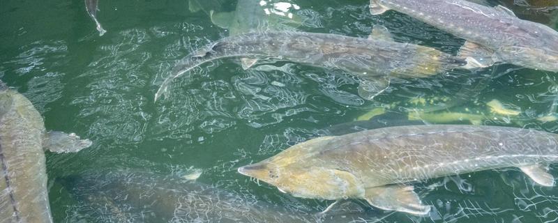 鲟鱼吃什么食物，成年后会捕食鱼虾、蟹类和软体动物