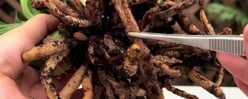 君子兰烂根如何解决，剪除烂根换土重栽