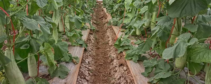 如何种植羊角蜜甜瓜,按照4厘米的株距播种