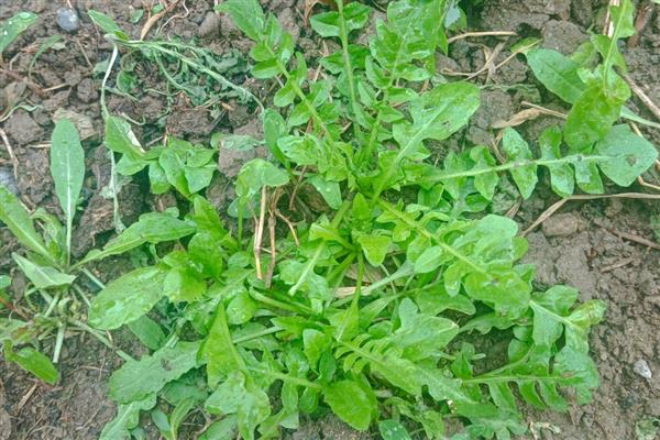 荠菜的田间管理技术,除草时尽可能使用人工除草