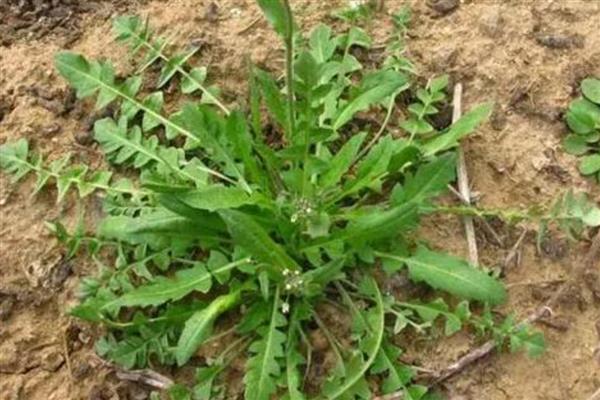 荠菜的田间管理技术,除草时尽可能使用人工除草