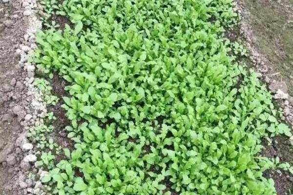 荠菜的田间管理技术,除草时尽可能使用人工除草