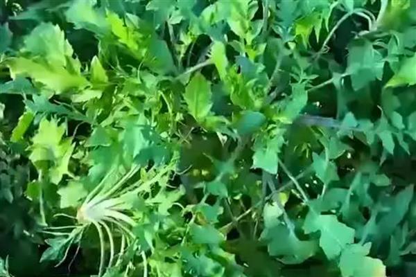 荠菜的田间管理技术,除草时尽可能使用人工除草