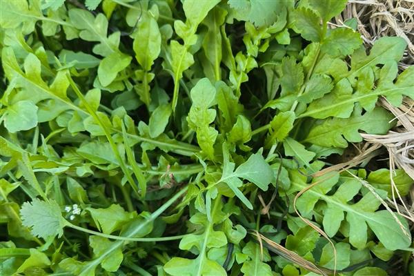 荠菜的田间管理技术,除草时尽可能使用人工除草