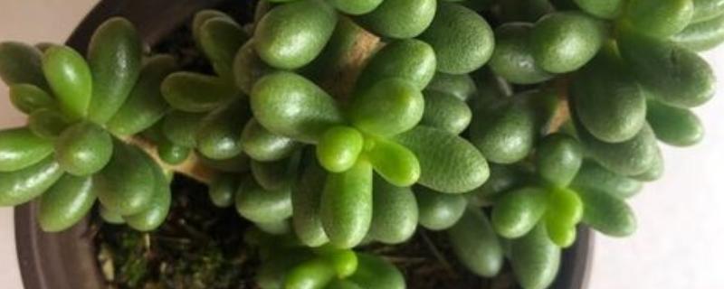 让绿龟之卵爆盆的方法，要为它提供充足的养分