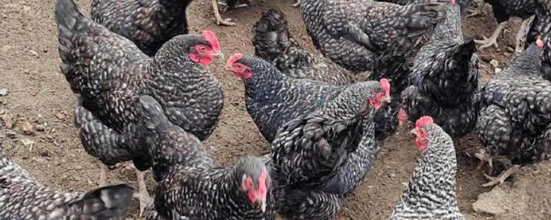 鸡有什么品种，绿壳蛋鸡、芦花鸡等品种很常见