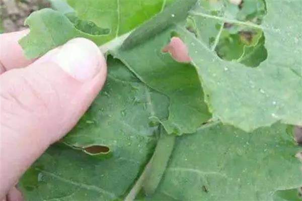 油菜的病虫害，常见的有蚜虫、菜青虫等