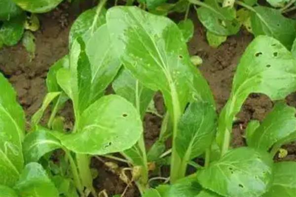 油菜的病虫害，常见的有蚜虫、菜青虫等