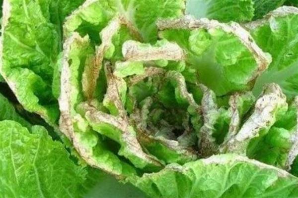 油菜的病虫害，常见的有蚜虫、菜青虫等