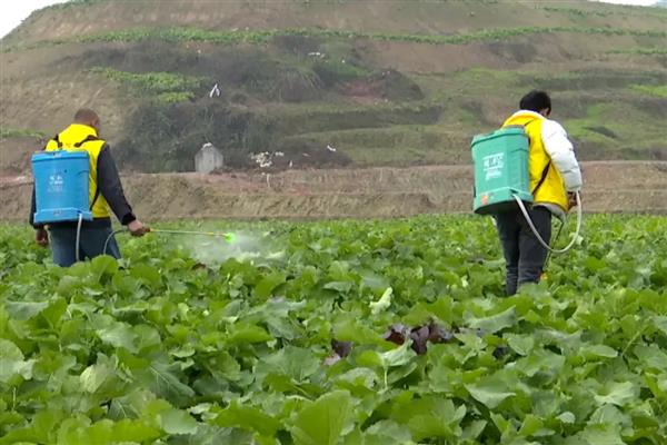 油菜的病虫害，常见的有蚜虫、菜青虫等