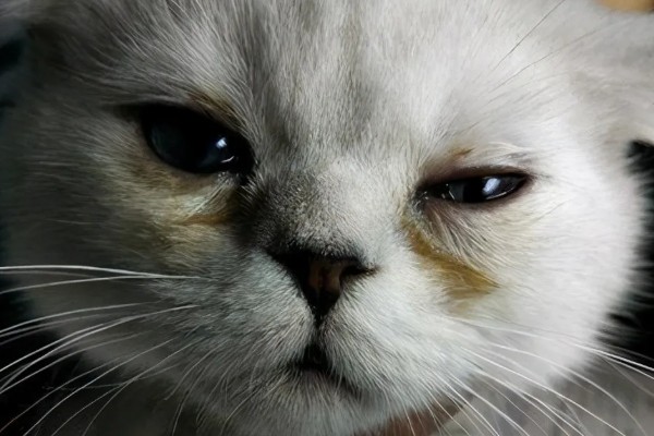 猫咪泪痕的原因，饮食、疾病等均会导致