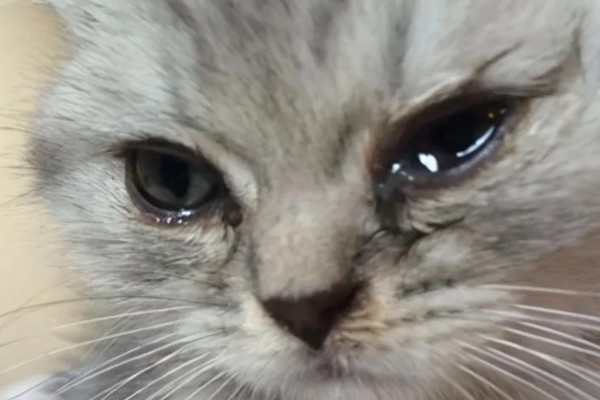 猫咪泪痕的原因，饮食、疾病等均会导致