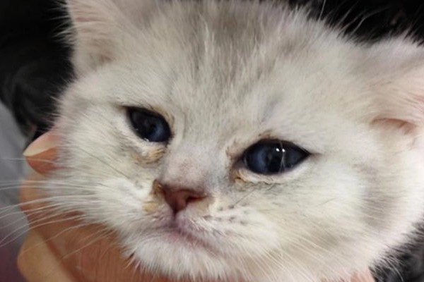 猫咪泪痕的原因，饮食、疾病等均会导致