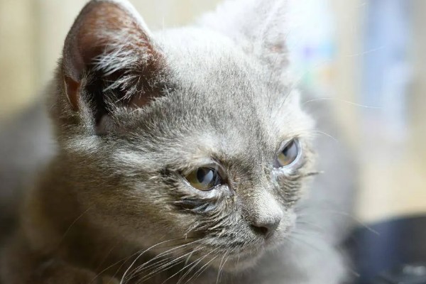 猫咪泪痕的原因，饮食、疾病等均会导致