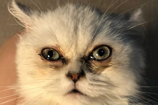 猫咪泪痕的原因，饮食、疾病等均会导致