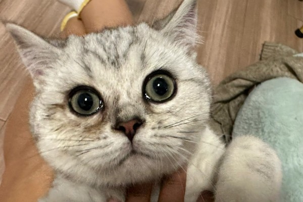 猫咪泪痕的原因，饮食、疾病等均会导致