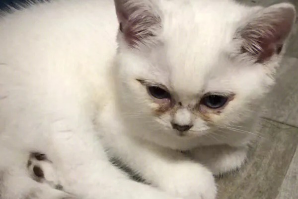 猫咪泪痕的原因，饮食、疾病等均会导致
