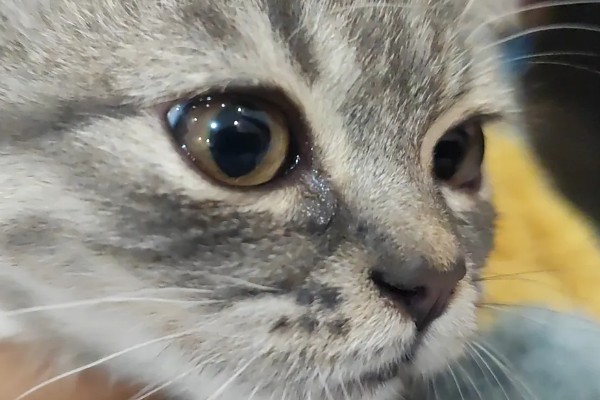 猫咪泪痕的原因，饮食、疾病等均会导致