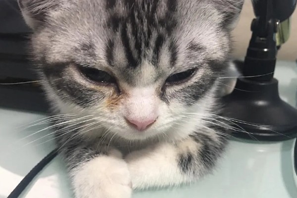 猫咪泪痕的原因，饮食、疾病等均会导致