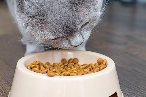 猫咪泪痕的原因，饮食、疾病等均会导致