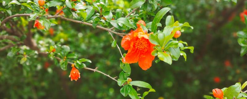 石榴树在几月长叶子，一般在4月上旬发芽长叶