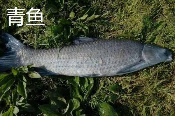 青鱼和草鱼哪个刺少，青鱼的鱼刺更少