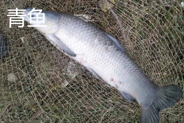青鱼和草鱼哪个刺少，青鱼的鱼刺更少