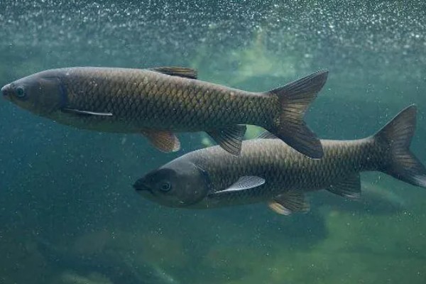 青鱼和草鱼哪个刺少，青鱼的鱼刺更少